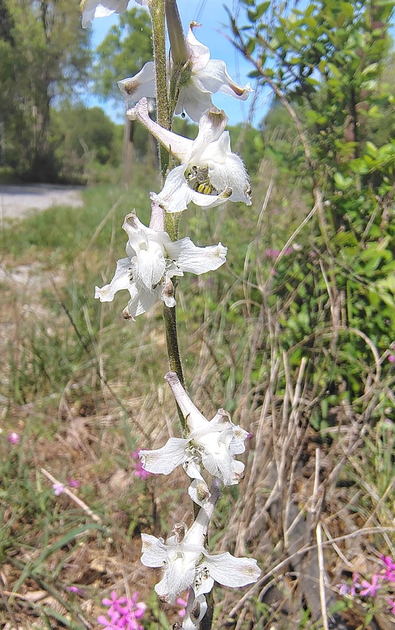 Delphinium carolinianum subsp. calciphilum photo 3