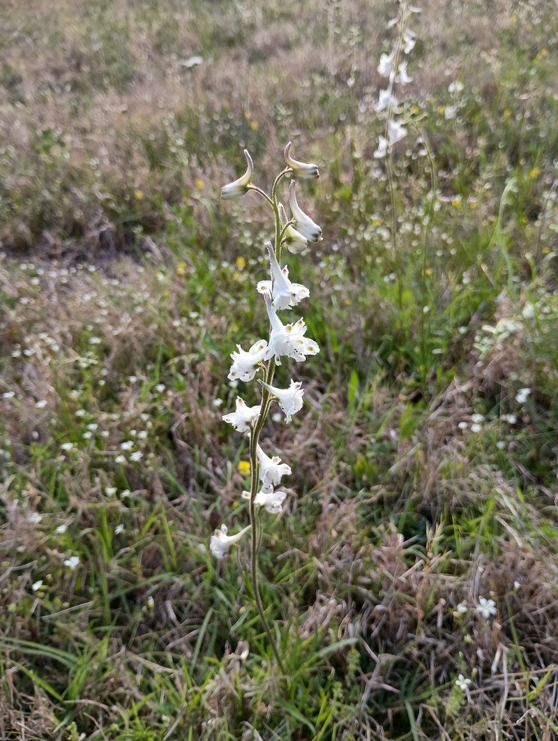 Delphinium carolinianum subsp. calciphilum photo 4