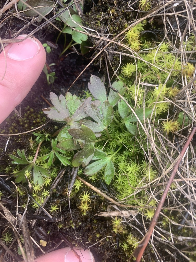 Delphinium carolinianum subsp. calciphilum photo 7