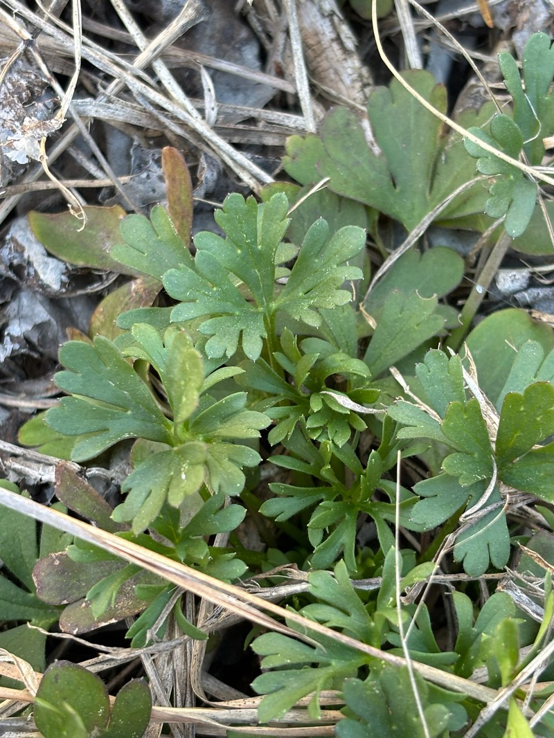 Delphinium carolinianum subsp. calciphilum photo 8