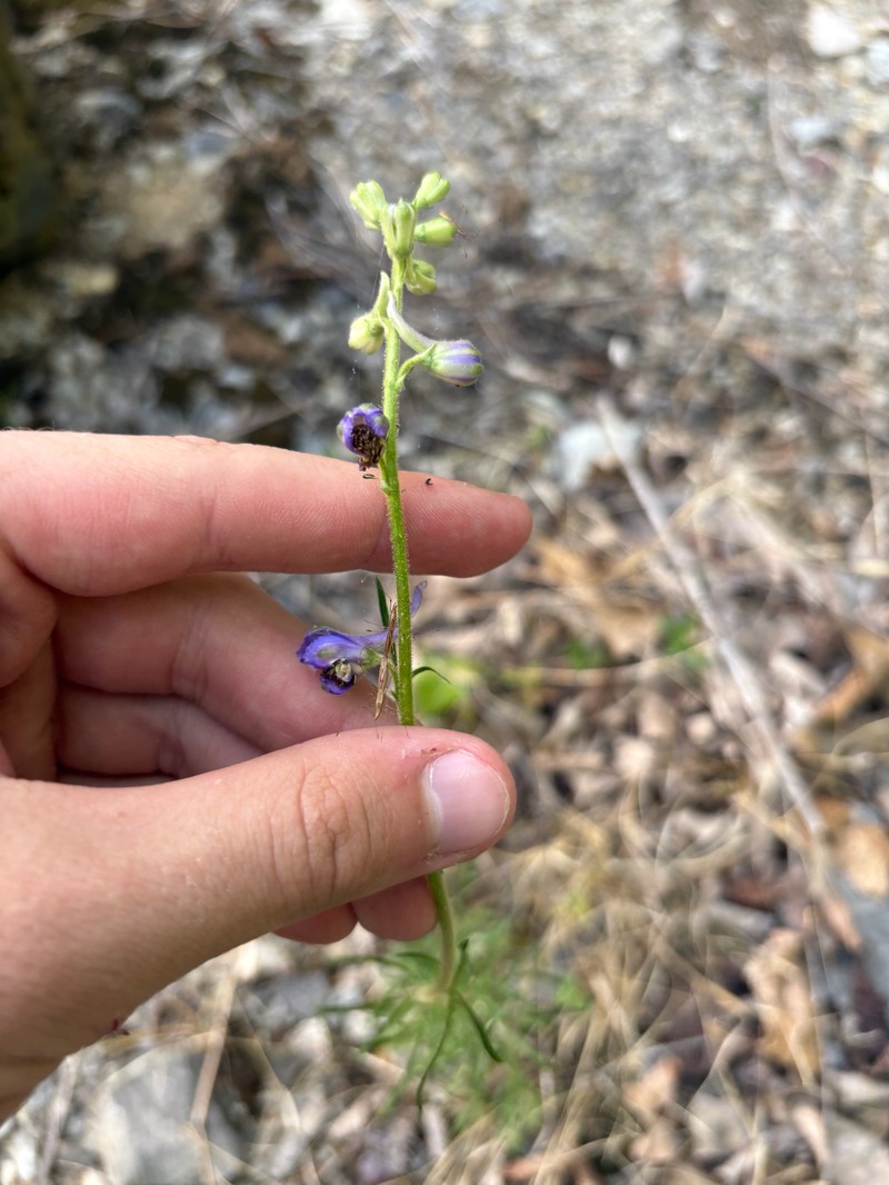 Delphinium carolinianum subsp. carolinianum