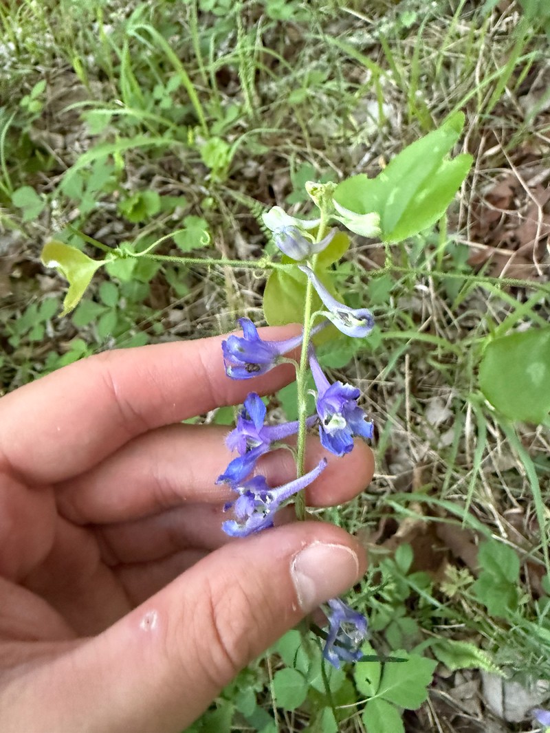 Delphinium carolinianum subsp. carolinianum photo 2