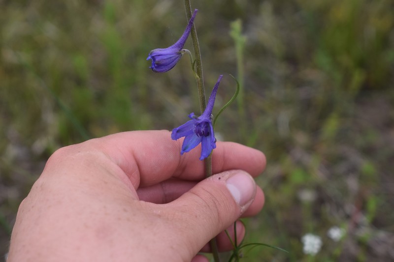 Delphinium carolinianum subsp. carolinianum photo 3