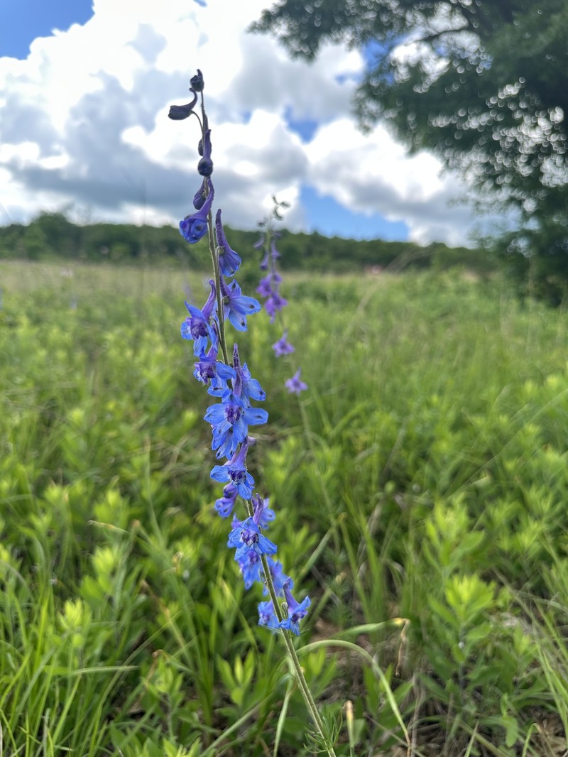 Delphinium carolinianum subsp. carolinianum photo 4