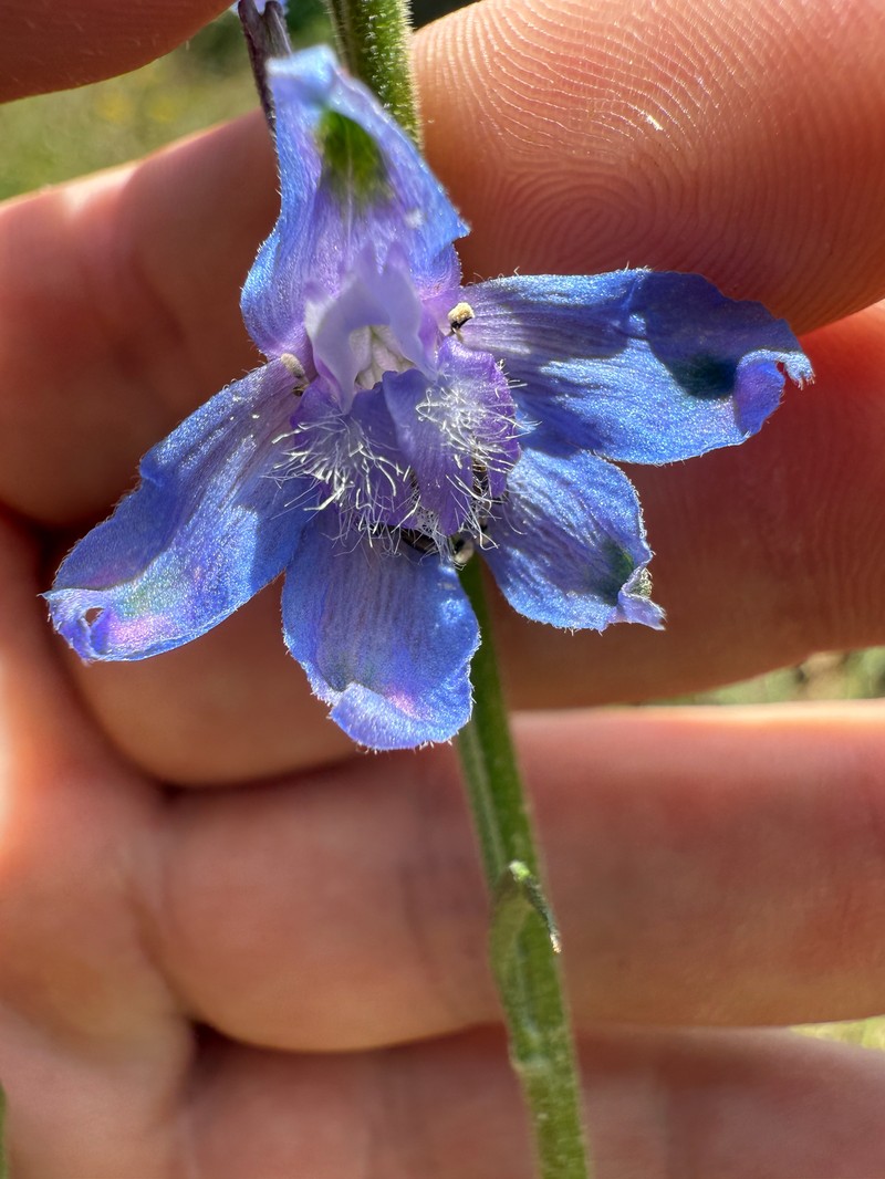 Delphinium carolinianum subsp. carolinianum photo 5