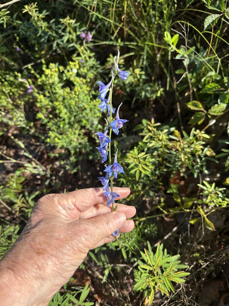 Delphinium carolinianum subsp. carolinianum photo 6