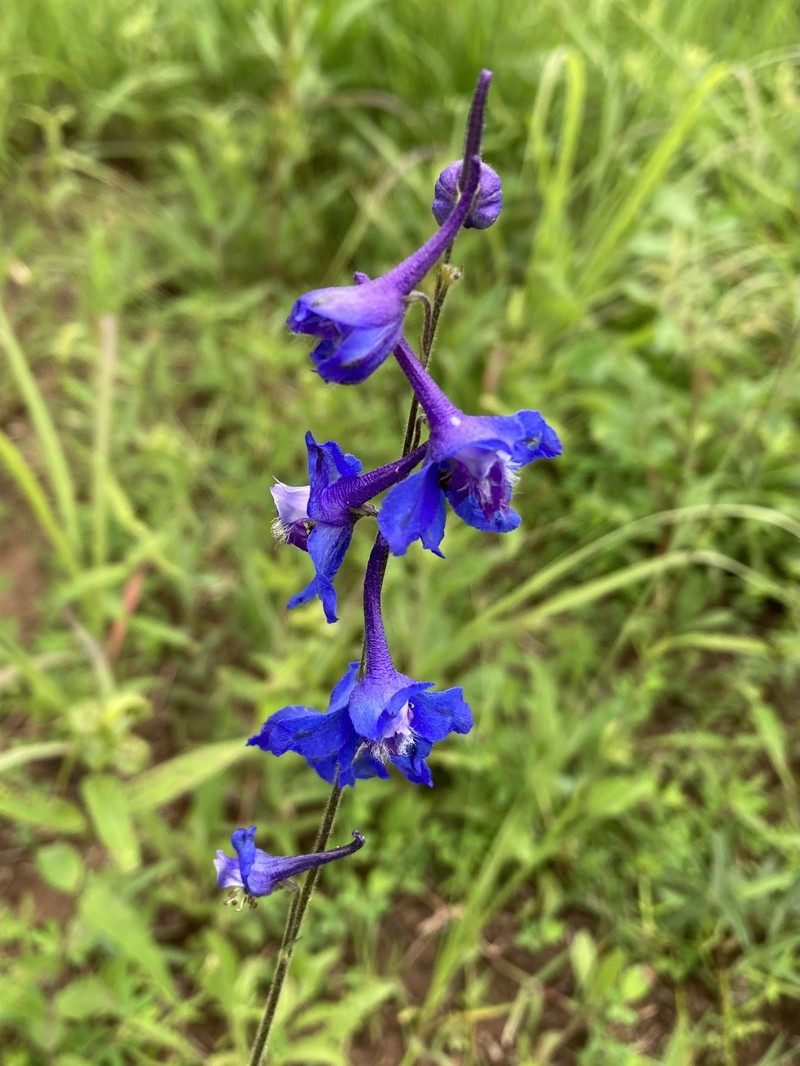 Delphinium carolinianum subsp. carolinianum photo 8