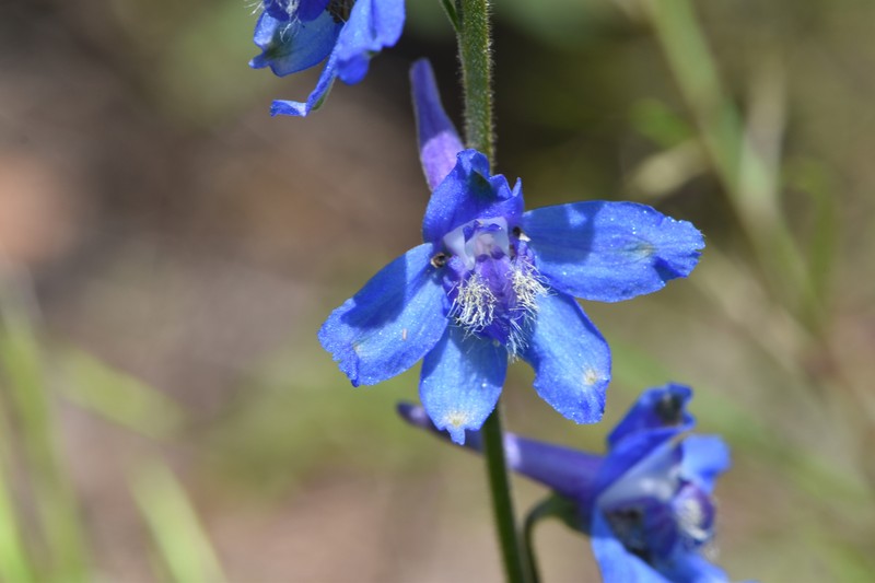 Delphinium carolinianum subsp. vimineum