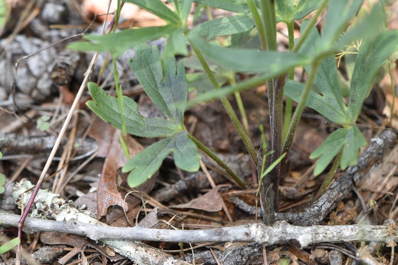 Delphinium carolinianum subsp. vimineum photo 2