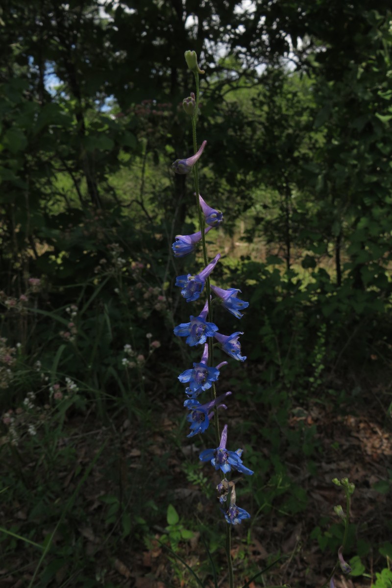 Delphinium carolinianum subsp. vimineum photo 3