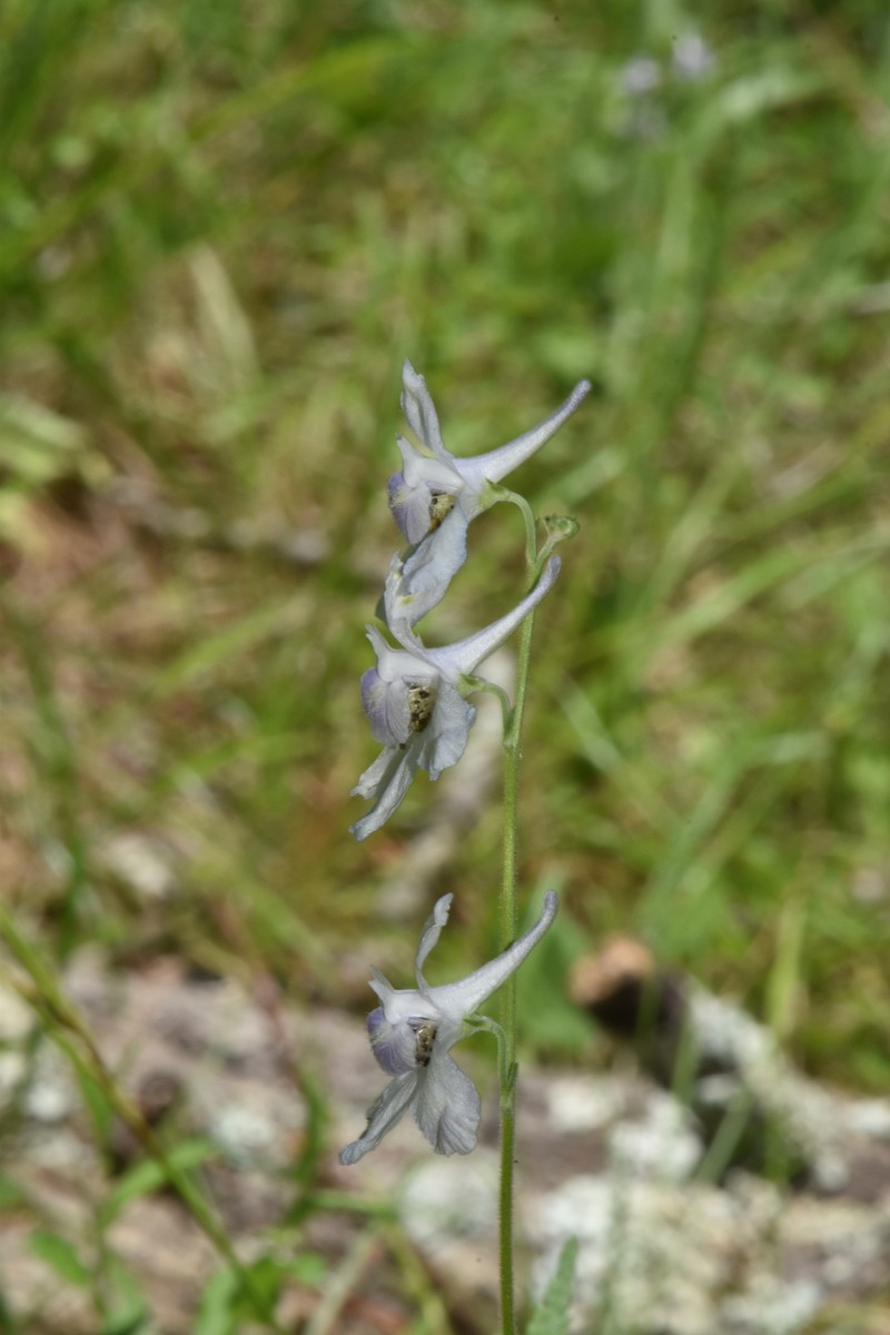 Delphinium carolinianum subsp. vimineum photo 4