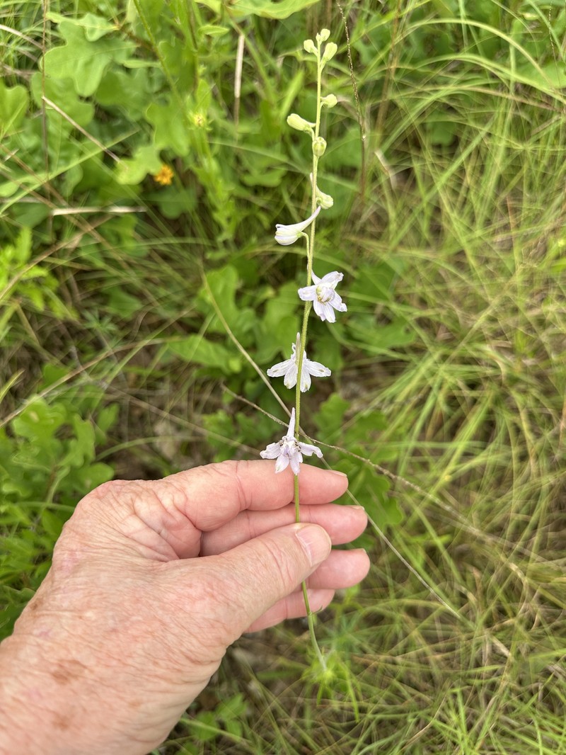 Delphinium carolinianum subsp. vimineum photo 5