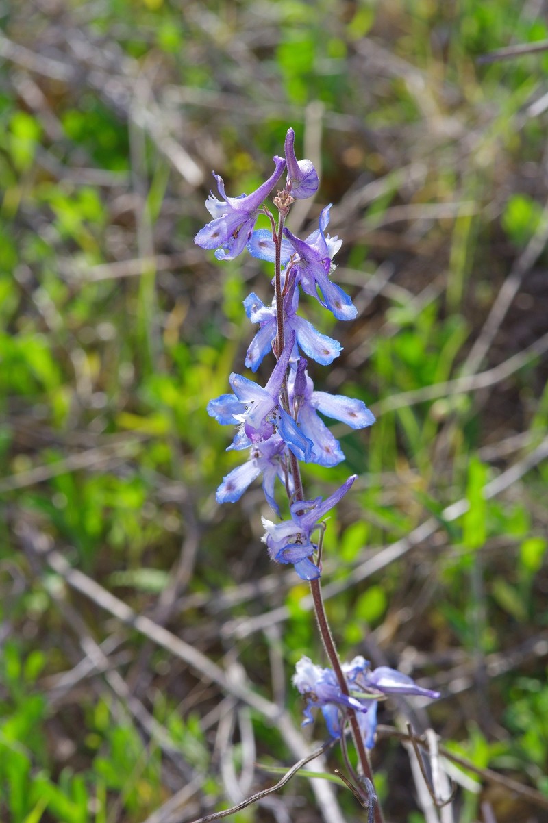 Delphinium carolinianum subsp. vimineum photo 6