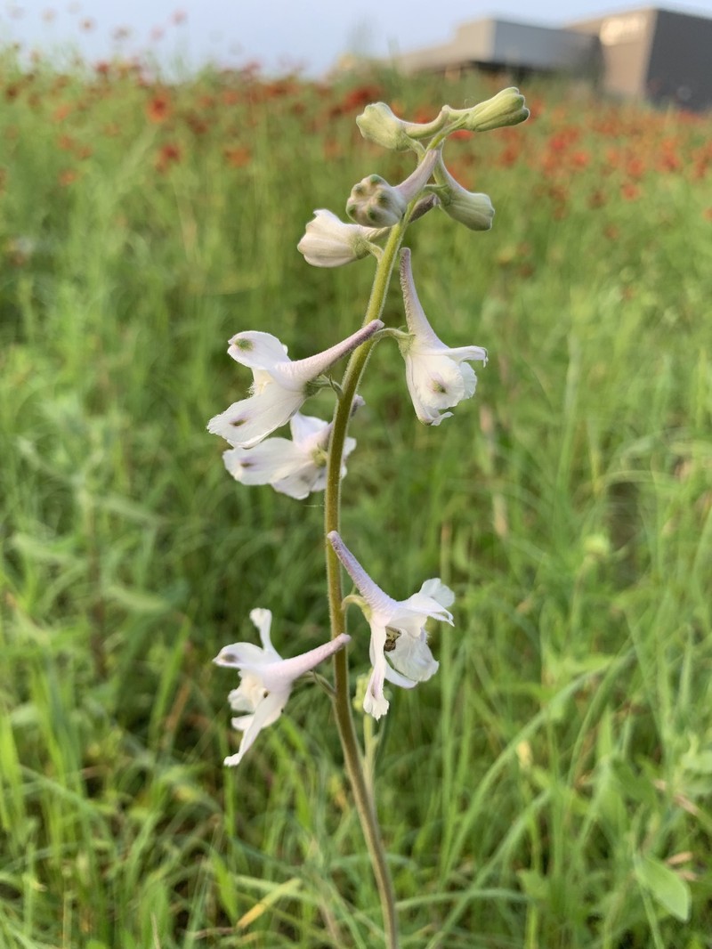 Delphinium carolinianum subsp. vimineum photo 7