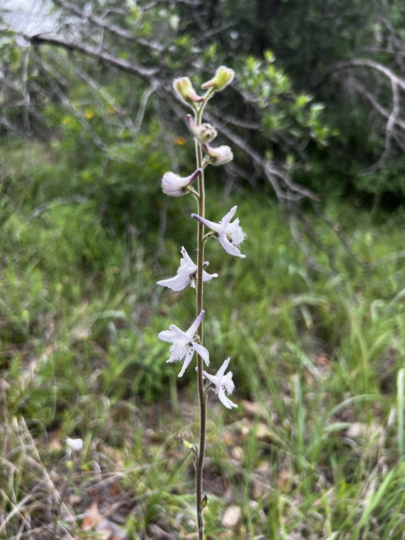 Delphinium carolinianum subsp. vimineum photo 8
