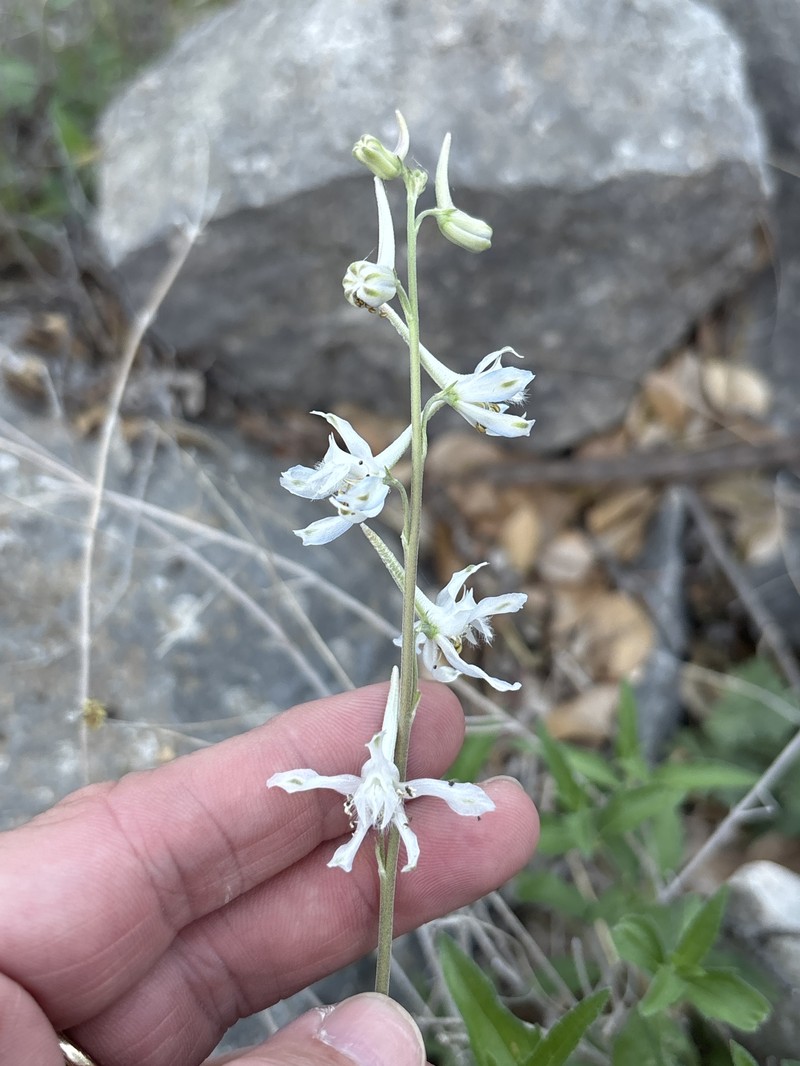 Delphinium carolinianum subsp. virescens