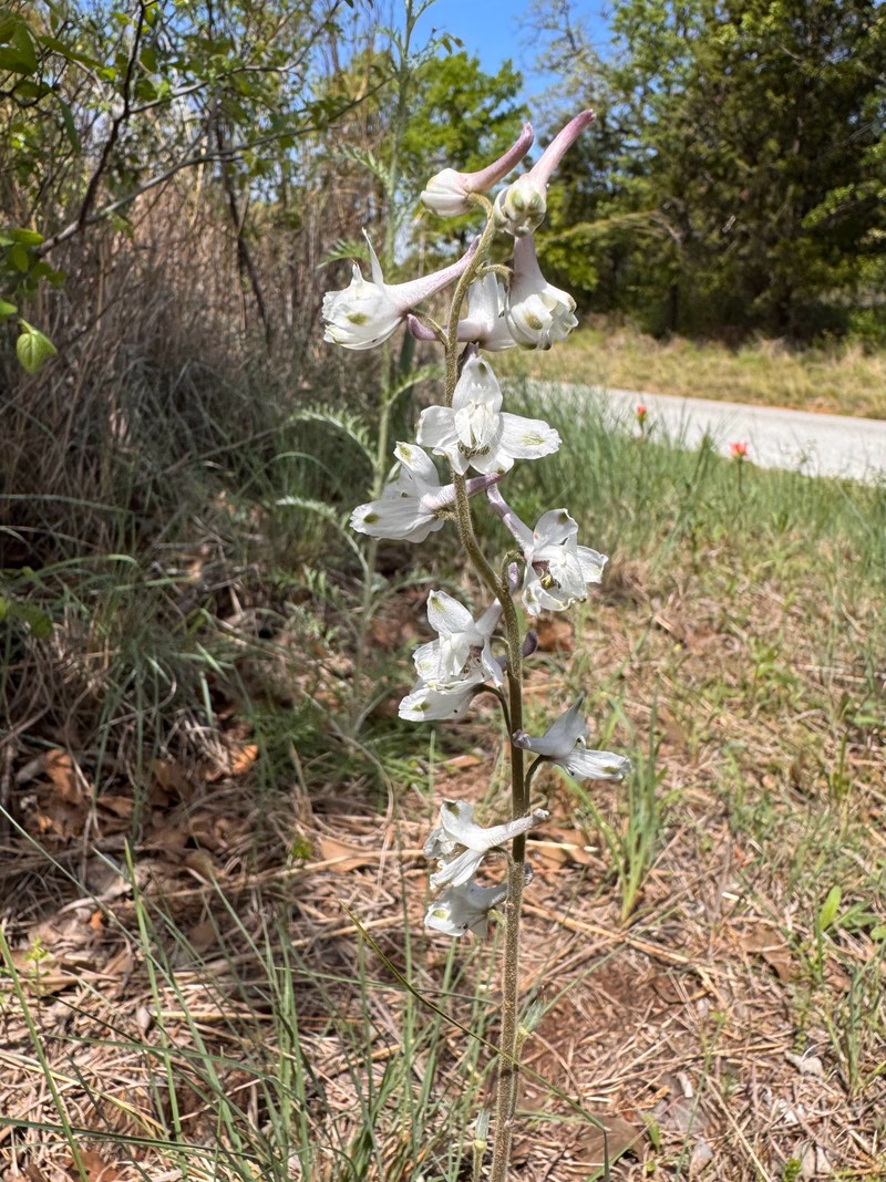 Delphinium carolinianum subsp. virescens photo 2