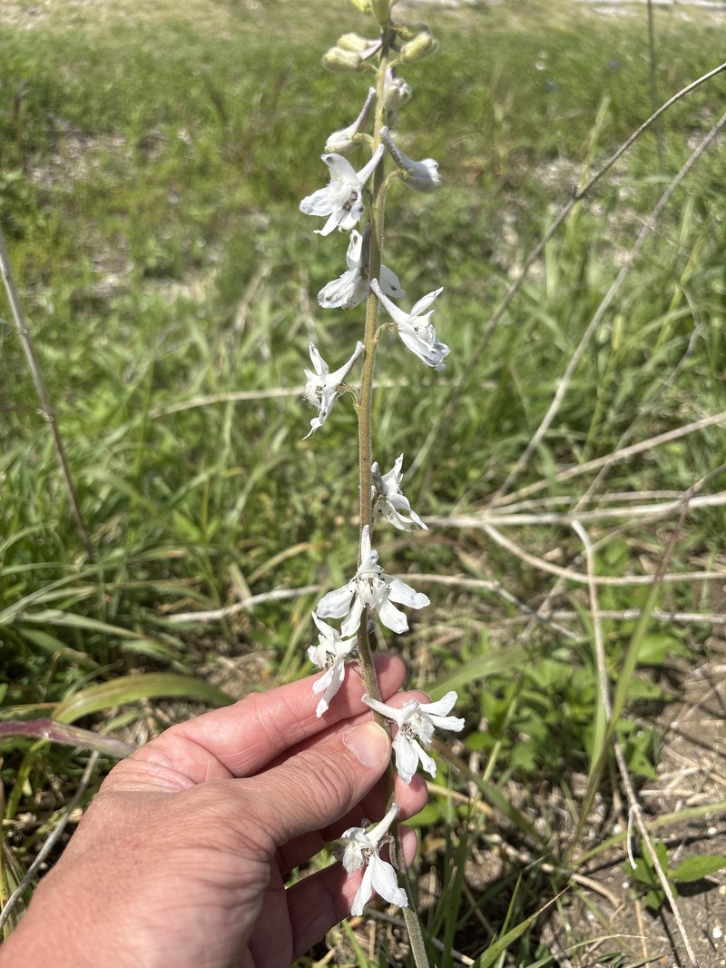 Delphinium carolinianum subsp. virescens photo 3