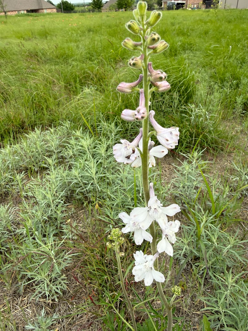 Delphinium carolinianum subsp. virescens photo 4