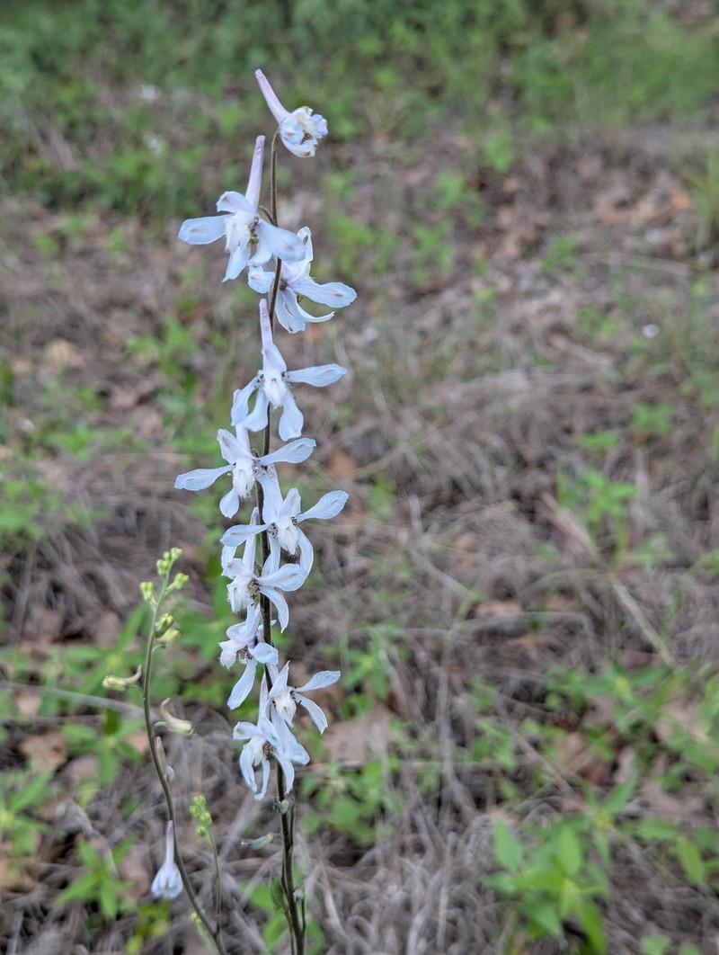 Delphinium carolinianum subsp. virescens photo 5