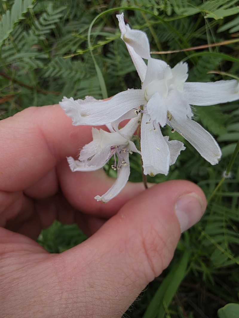 Delphinium carolinianum subsp. virescens photo 6