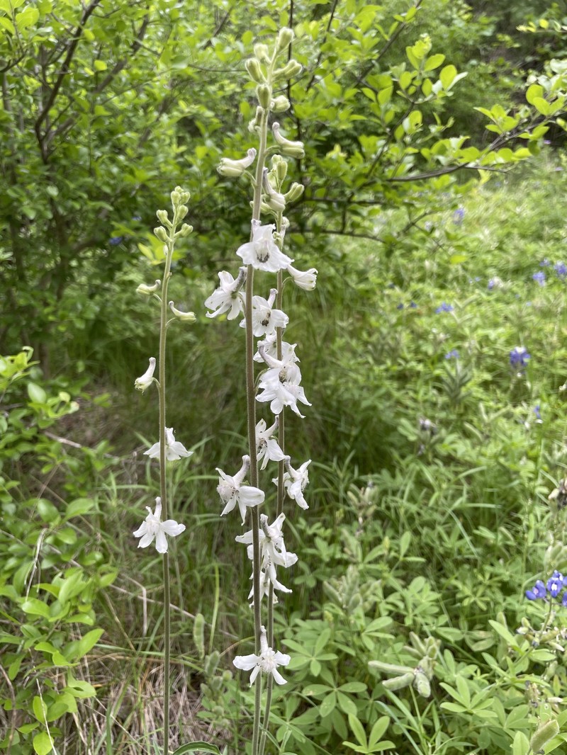 Delphinium carolinianum subsp. virescens photo 7