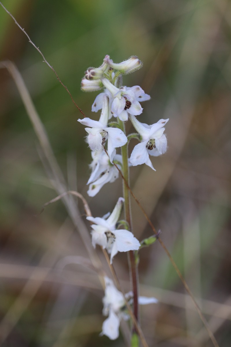 Delphinium carolinianum subsp. virescens photo 8