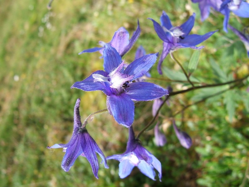 Chamisso's Larkspur
