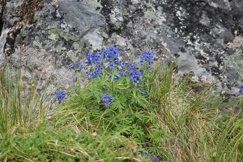 Chamisso's Larkspur photo 2