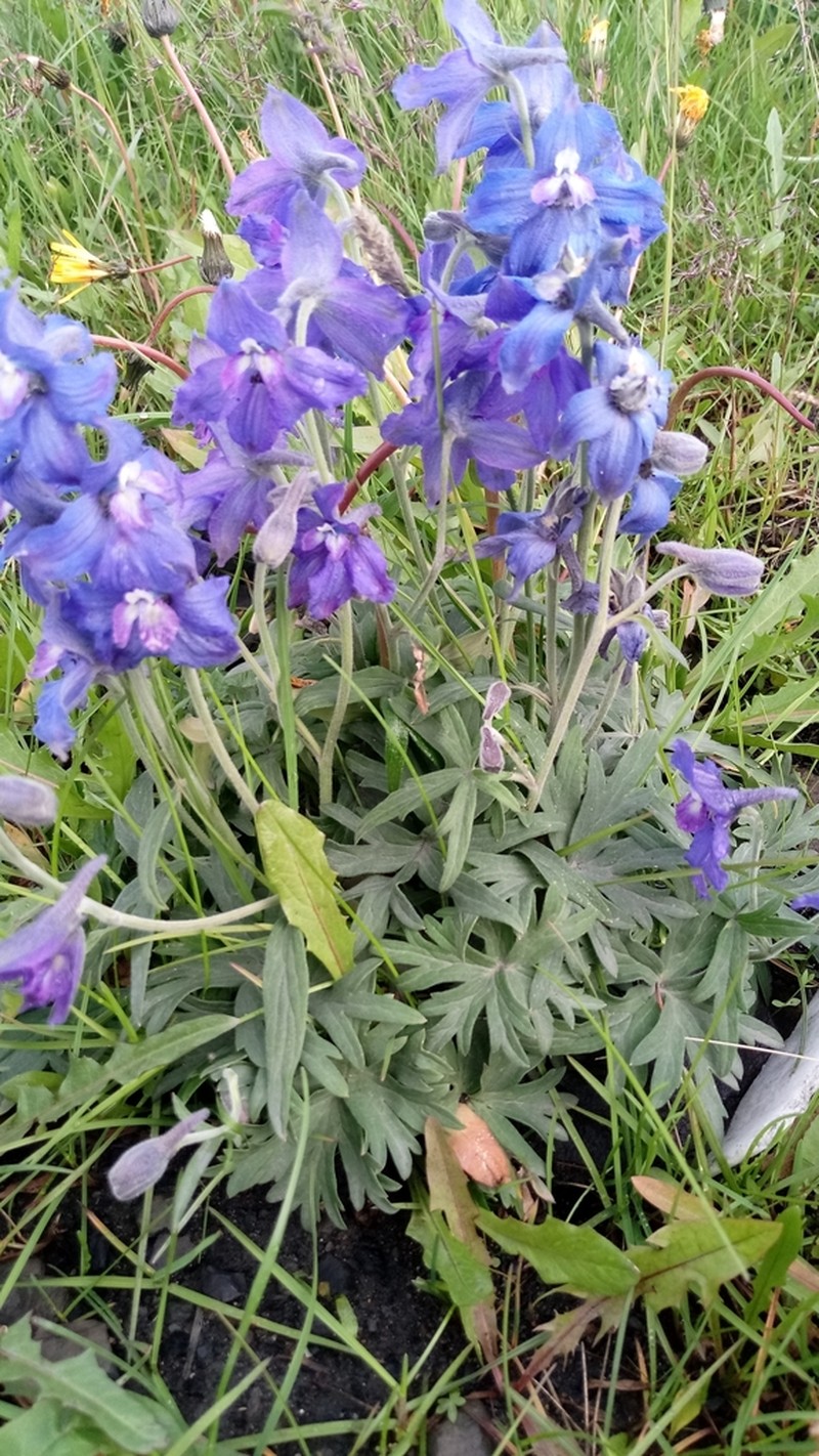 Chamisso's Larkspur photo 3