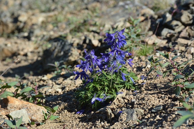 Chamisso's Larkspur photo 4