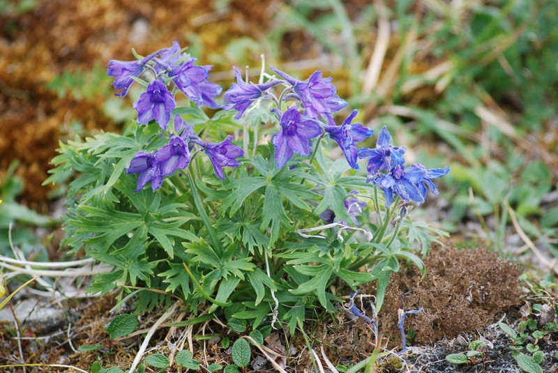 Chamisso's Larkspur photo 5