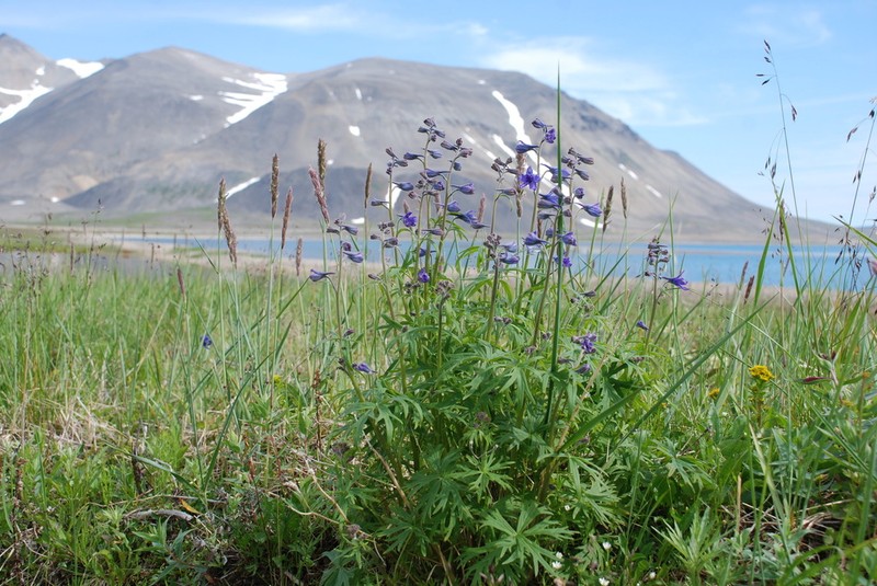 Chamisso's Larkspur photo 6