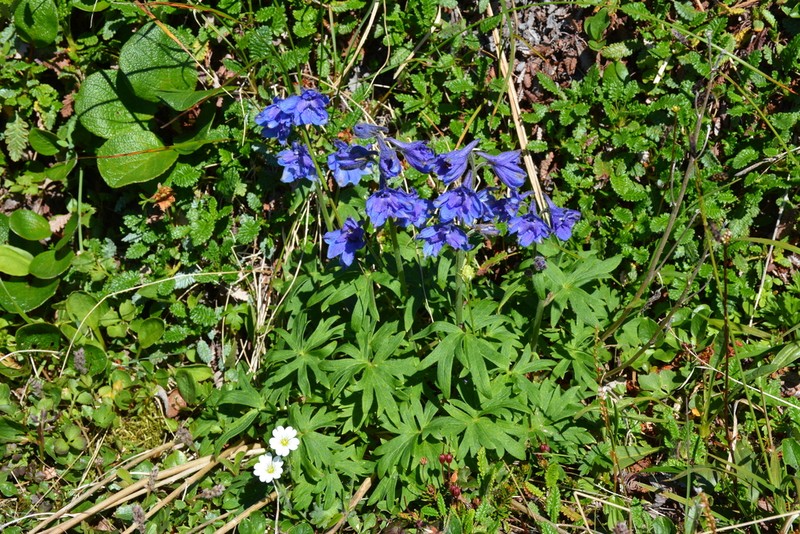 Chamisso's Larkspur photo 7