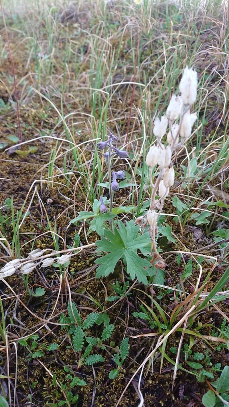 Chamisso's Larkspur photo 8