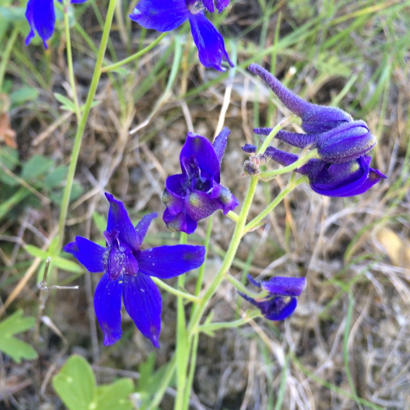 Coastal Larkspur