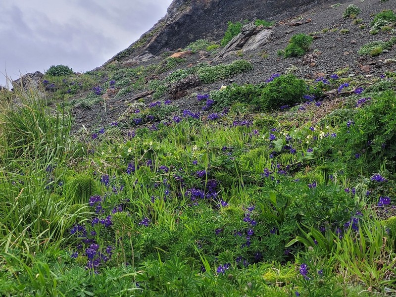 Coastal Larkspur photo 2