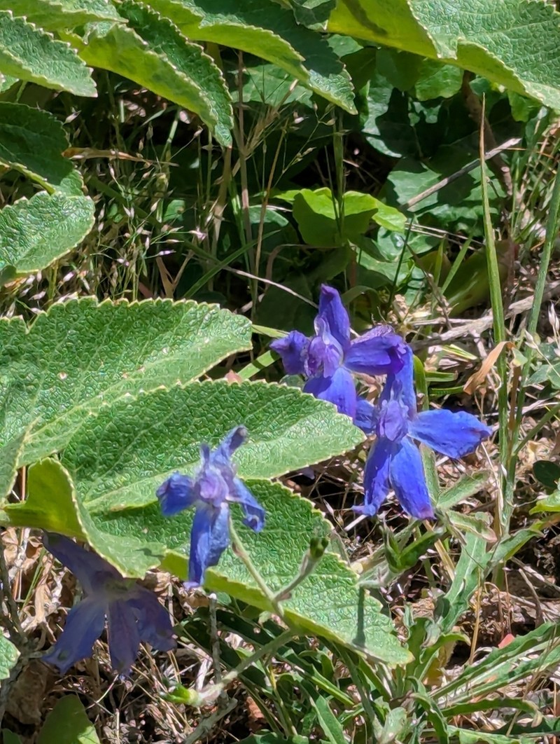Coastal Larkspur photo 3
