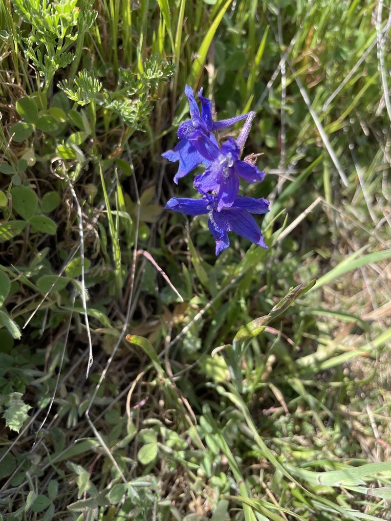 Coastal Larkspur photo 5