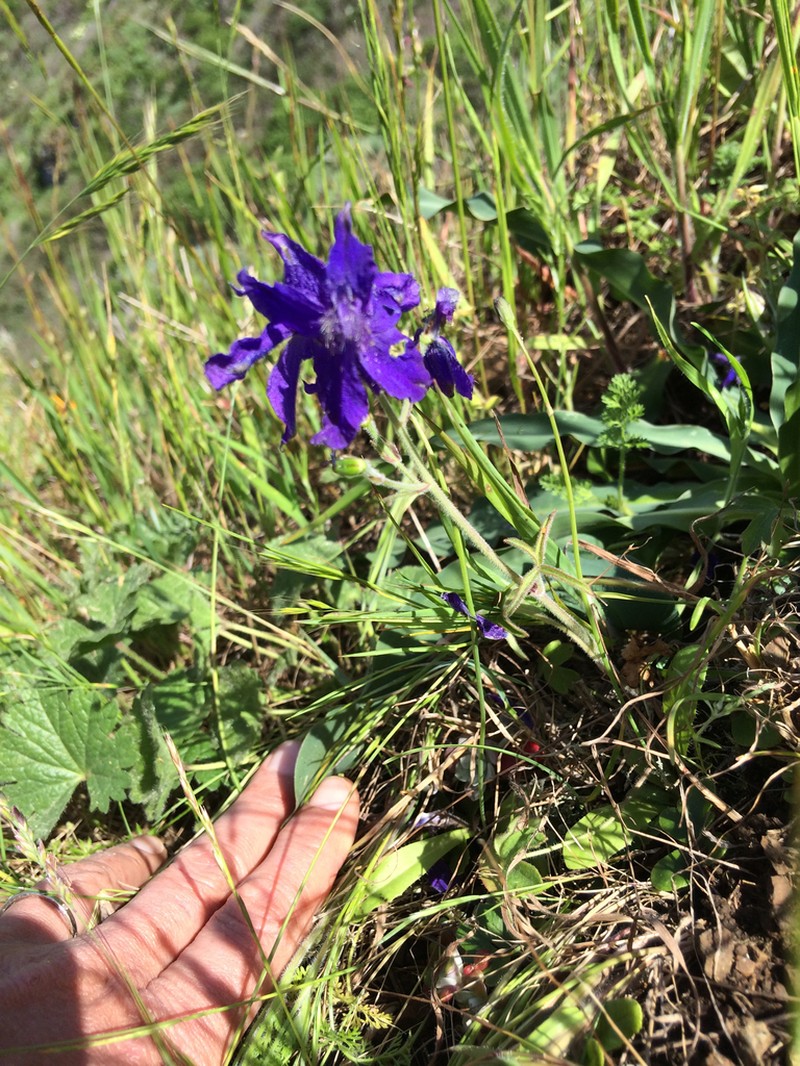 Coastal Larkspur photo 6