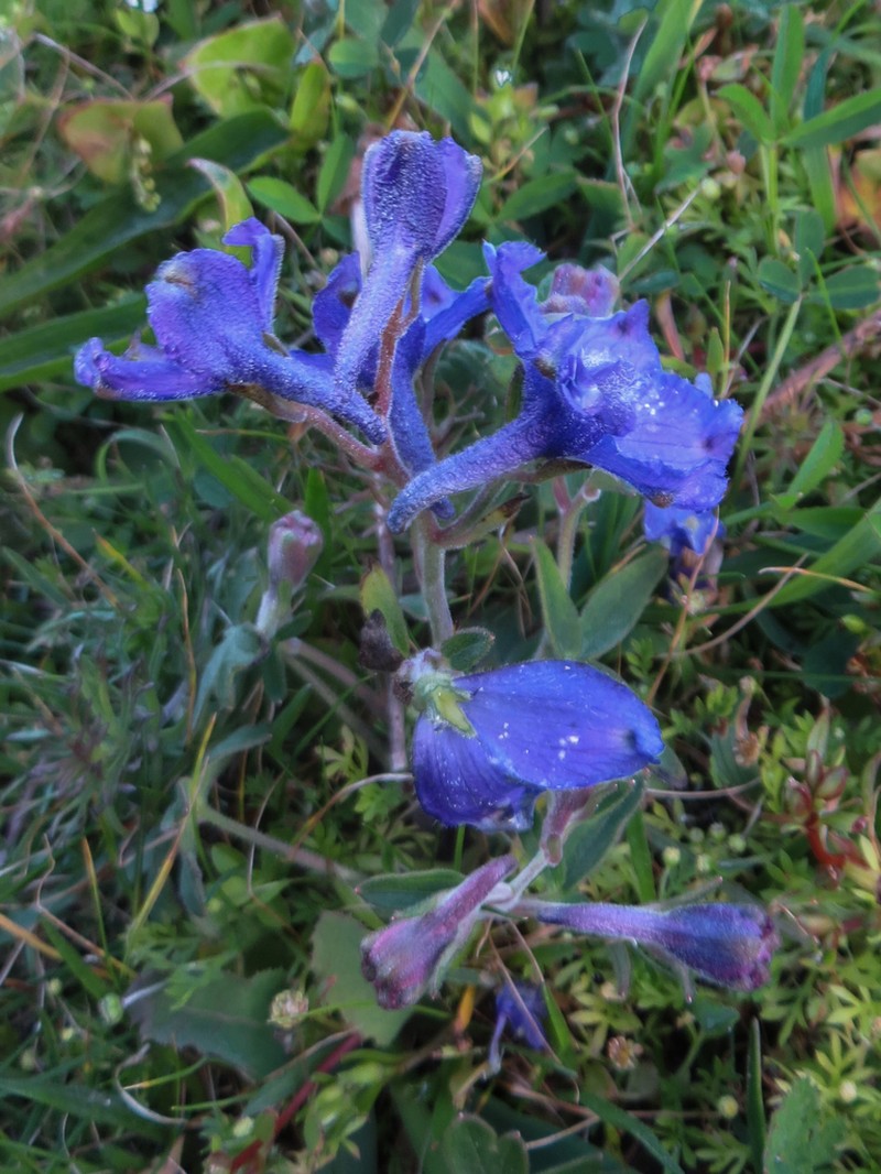 Coastal Larkspur photo 7