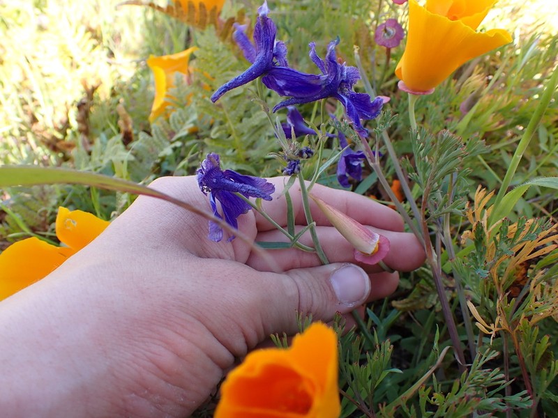Coastal Larkspur photo 8