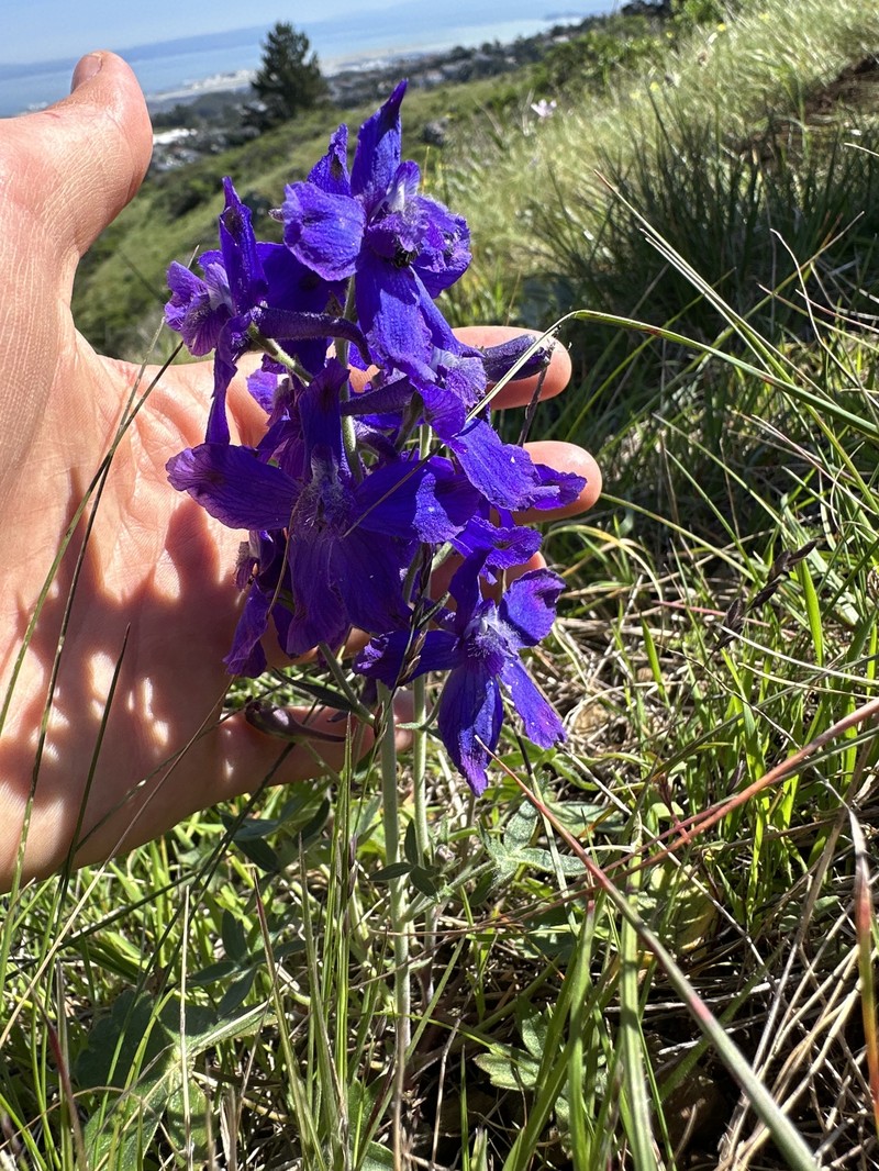 Delphinium decorum subsp. decorum