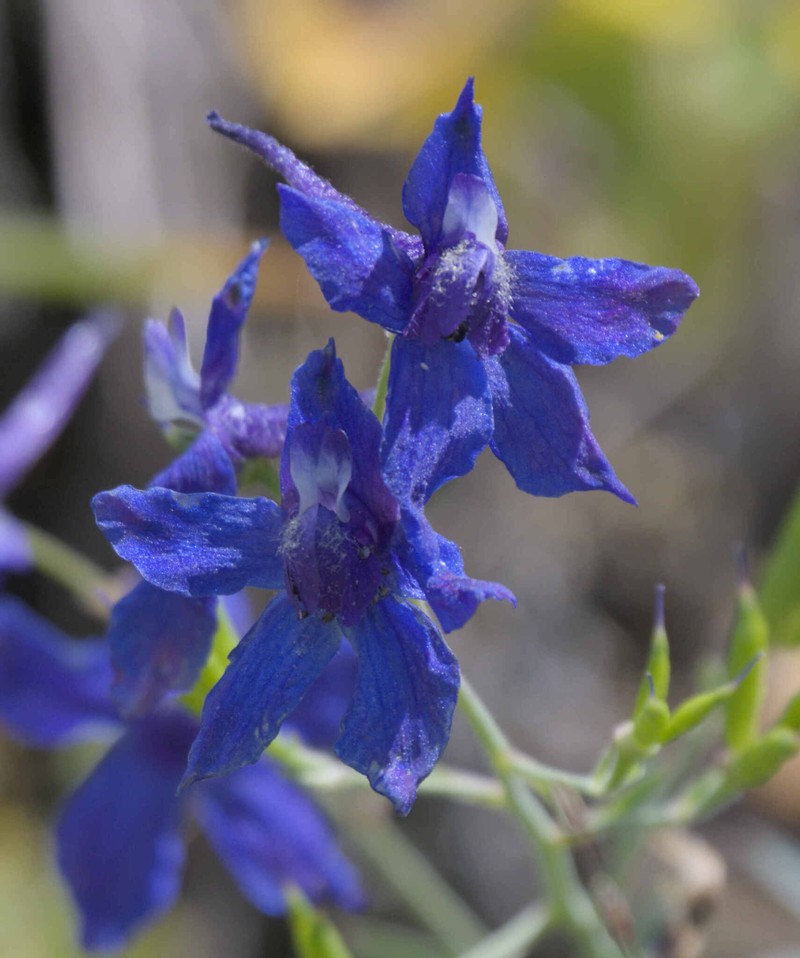 Delphinium decorum subsp. decorum photo 2
