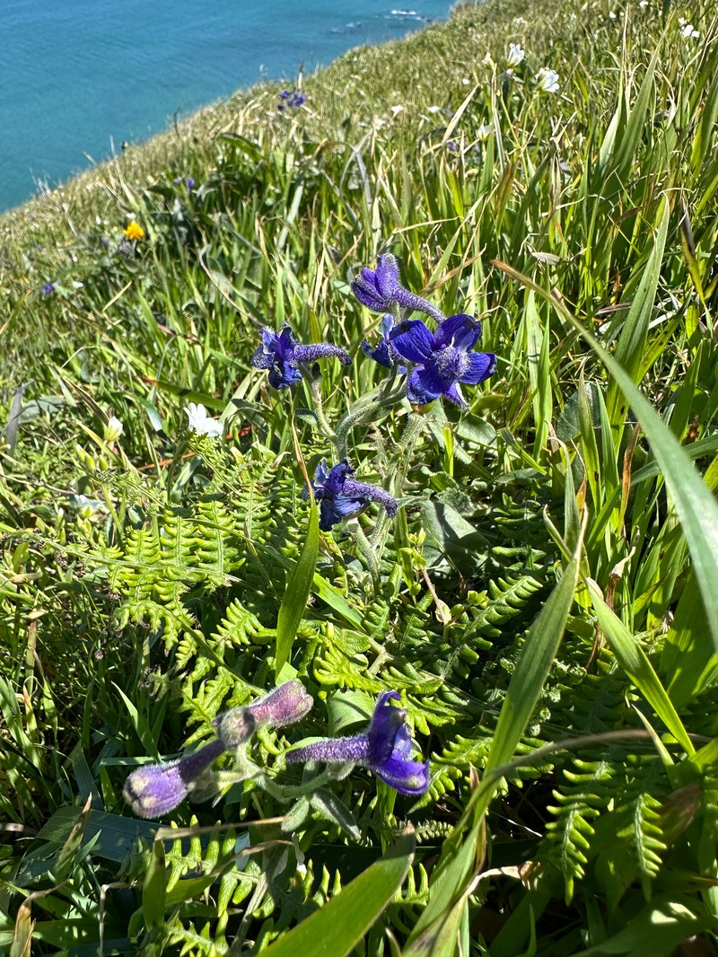 Delphinium decorum subsp. decorum photo 3