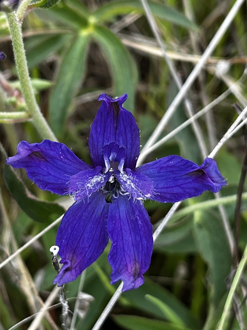 Delphinium decorum subsp. decorum photo 4