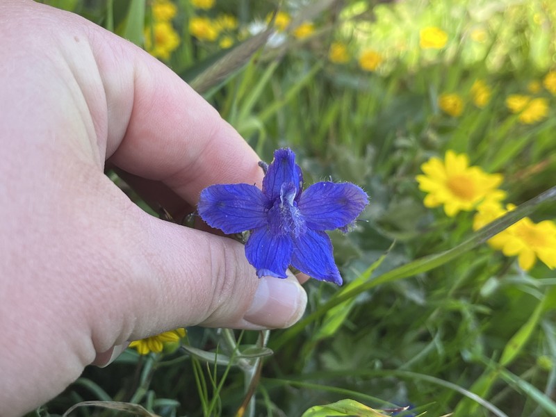 Delphinium decorum subsp. decorum photo 5