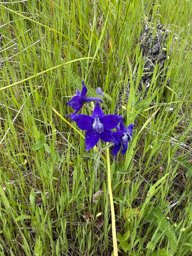 Delphinium decorum subsp. decorum photo 6