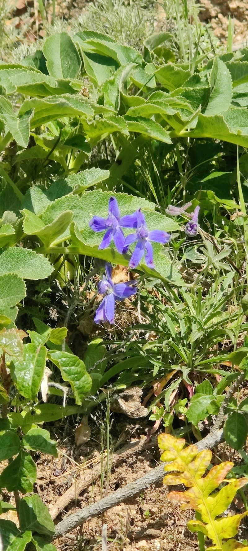 Delphinium decorum subsp. decorum photo 7