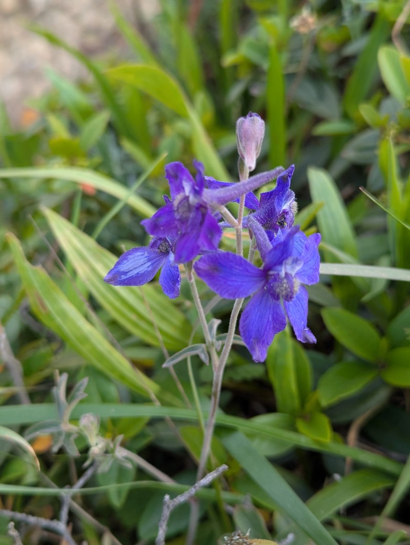 Delphinium decorum subsp. decorum photo 8